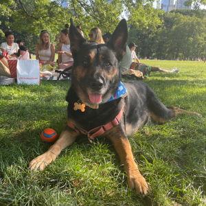 Luna's Treat Fund