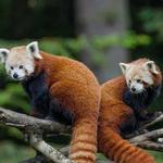Sequoia Park Zoo