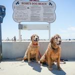 Rosie's Dog Beach