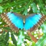 Key West Tropical Forest & Botanical Garden