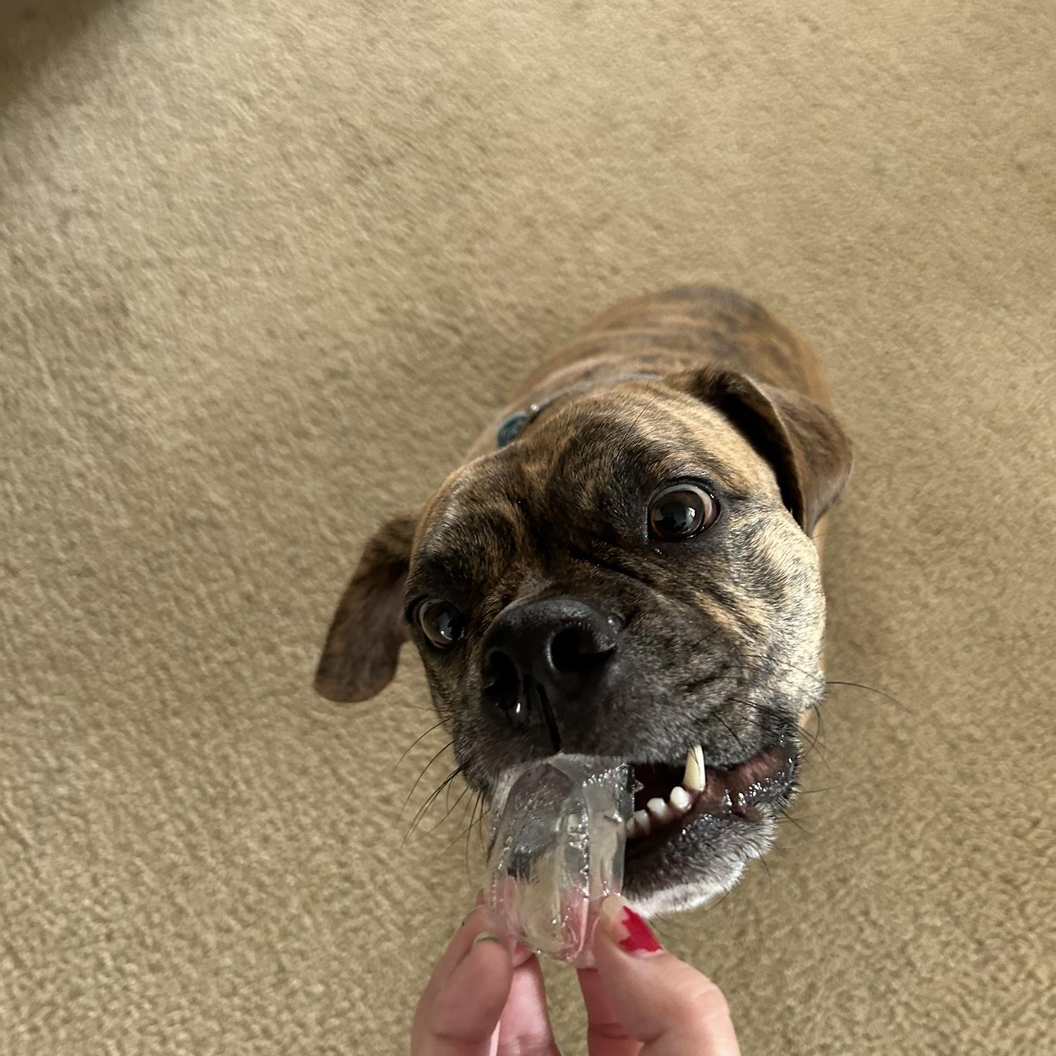 Jaxy’s favorite snack