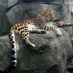 Minnesota Zoo