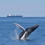 Cape May Whale Watcher