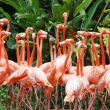 Sarasota Jungle Gardens