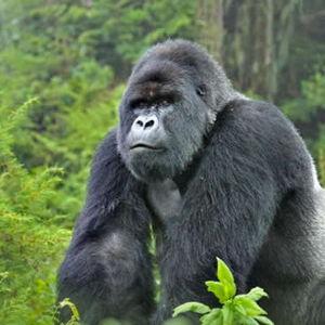 Honeymoon - Gorilla Trekking in Uganda