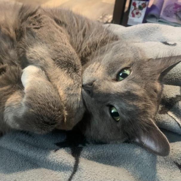 This is Ash