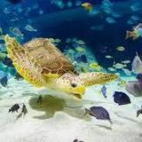 OdySea Aquarium and Butterfly Wonderland