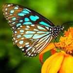 The Key West Butterfly and Nature Conservatory