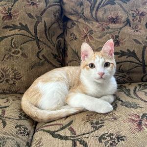 Wilbur Care Fund