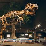 Museum of the Rockies