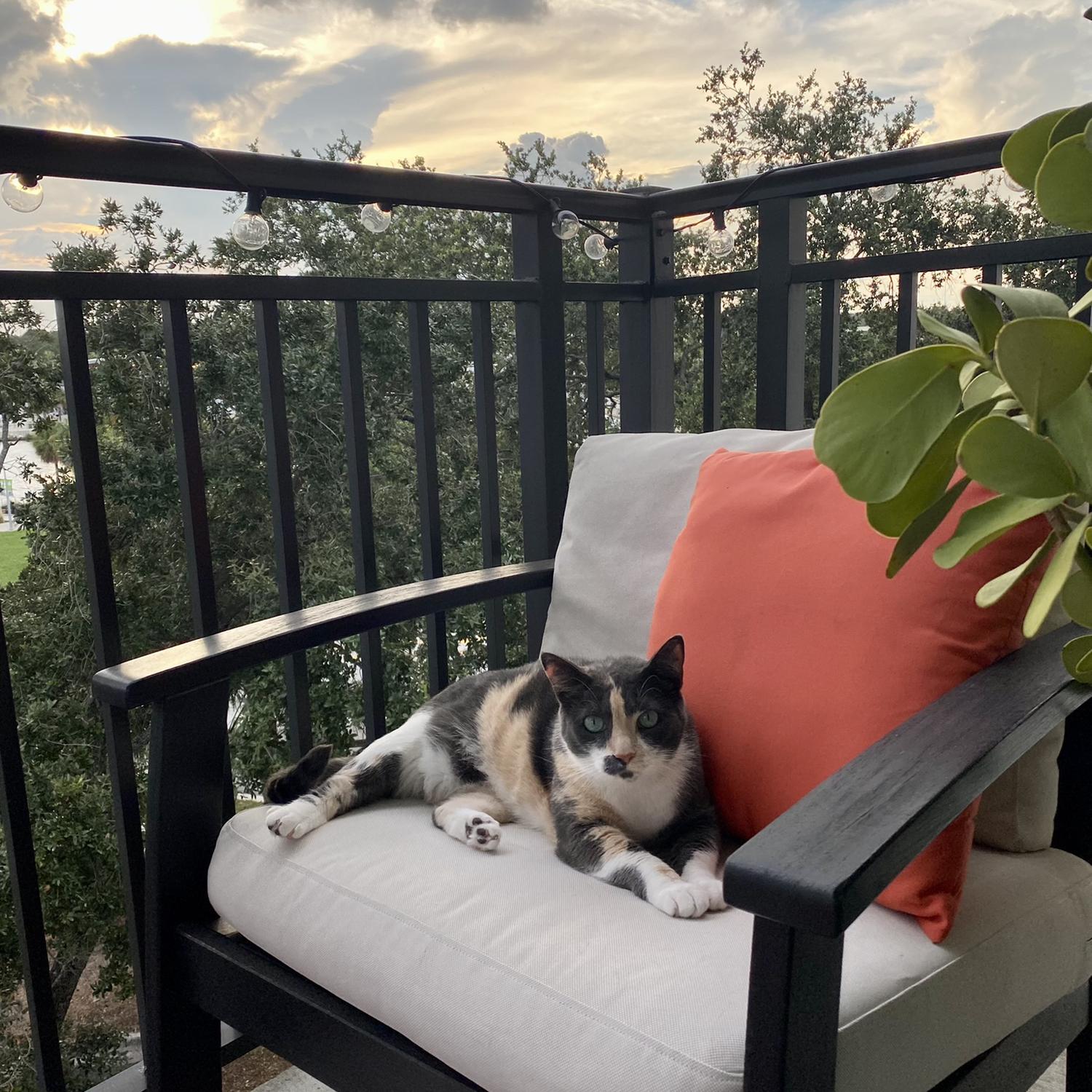 August 2022 - Introducing our cat, Magnolia “Maggie” Sampson! Sydney adopted her in 2017 before she moved to Tampa. Now Maggie loves Kevin almost as much as Sydney does!