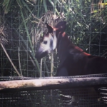 ZooTampa at Lowry Park