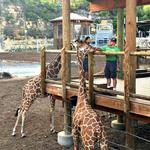 San Antonio Zoo