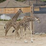 San Diego Safari Park( Insidegate)