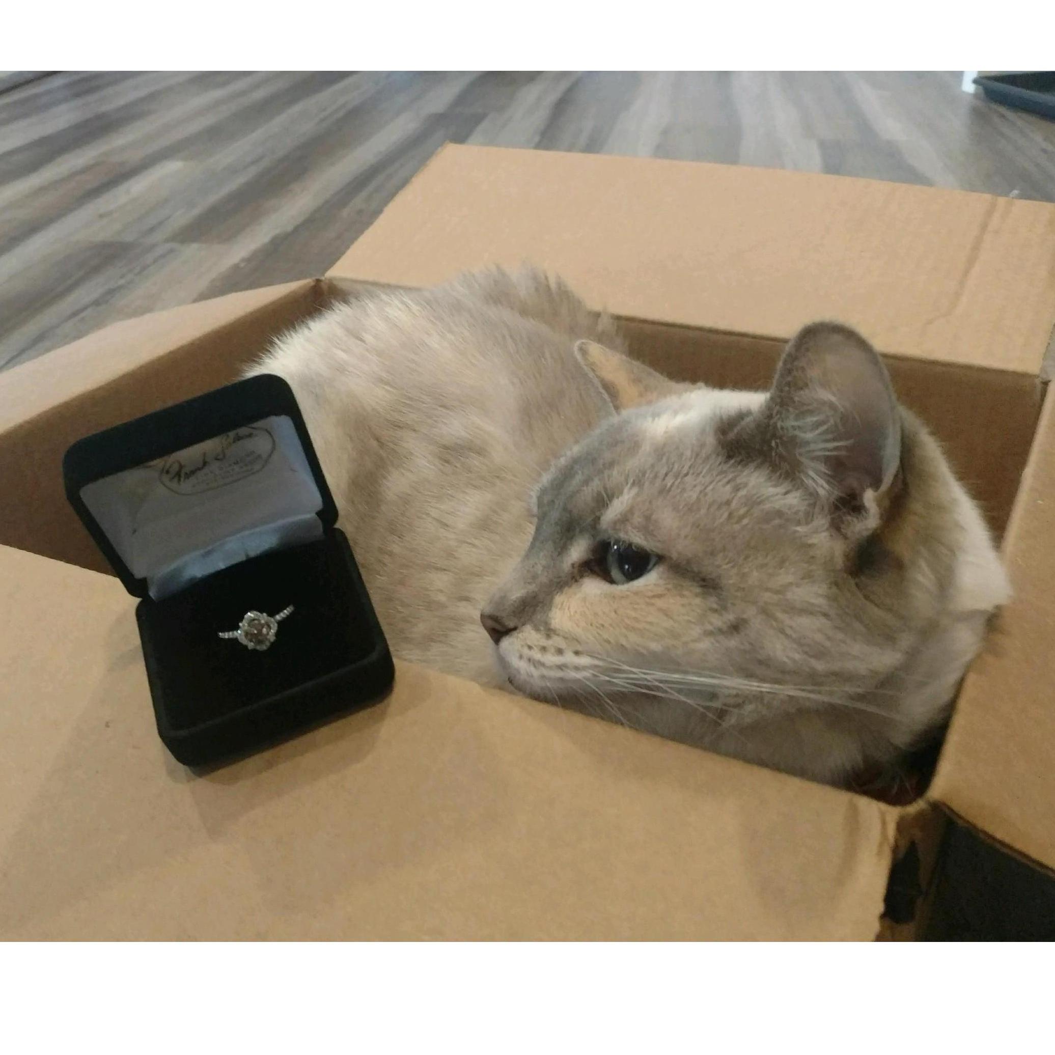 Ivy inspecting the ring