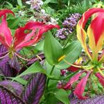 Botanical Gardens