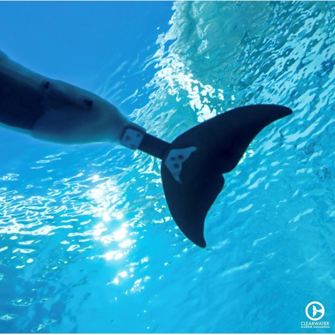 Winter, Clearwater Marine aquarium