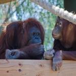 Phoenix Zoo