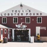 Young's Lobster Pound