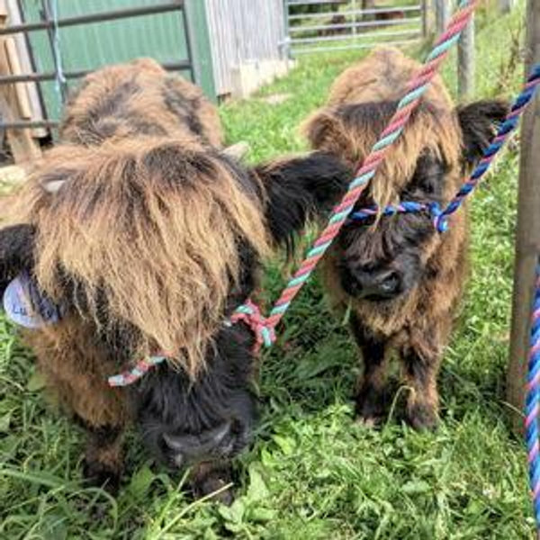 North Georgia Zoo: Feed & Walk Baby Highlander Cows