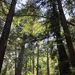 Pfeiffer Big Sur State Park