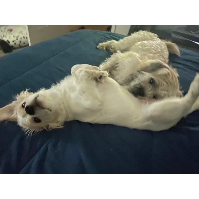 Our two baby's Alfie and Theo