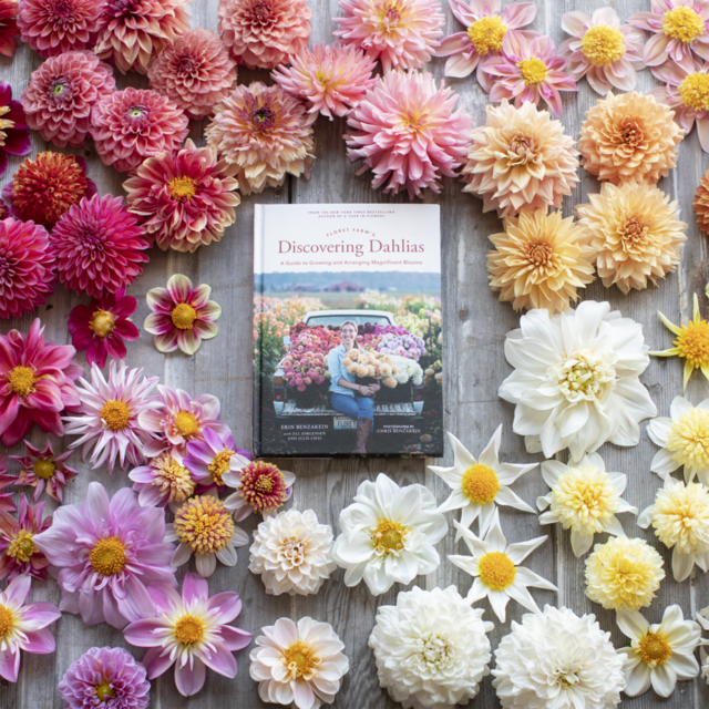 Discovering Dahlias Book - Signed Copy