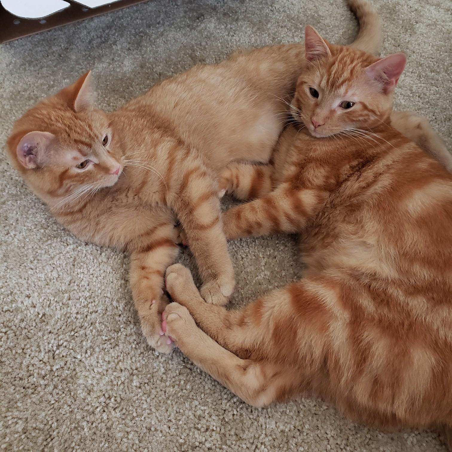 Blitz (left) and Cheddar (right) stole our hearts and became a part of our family!
