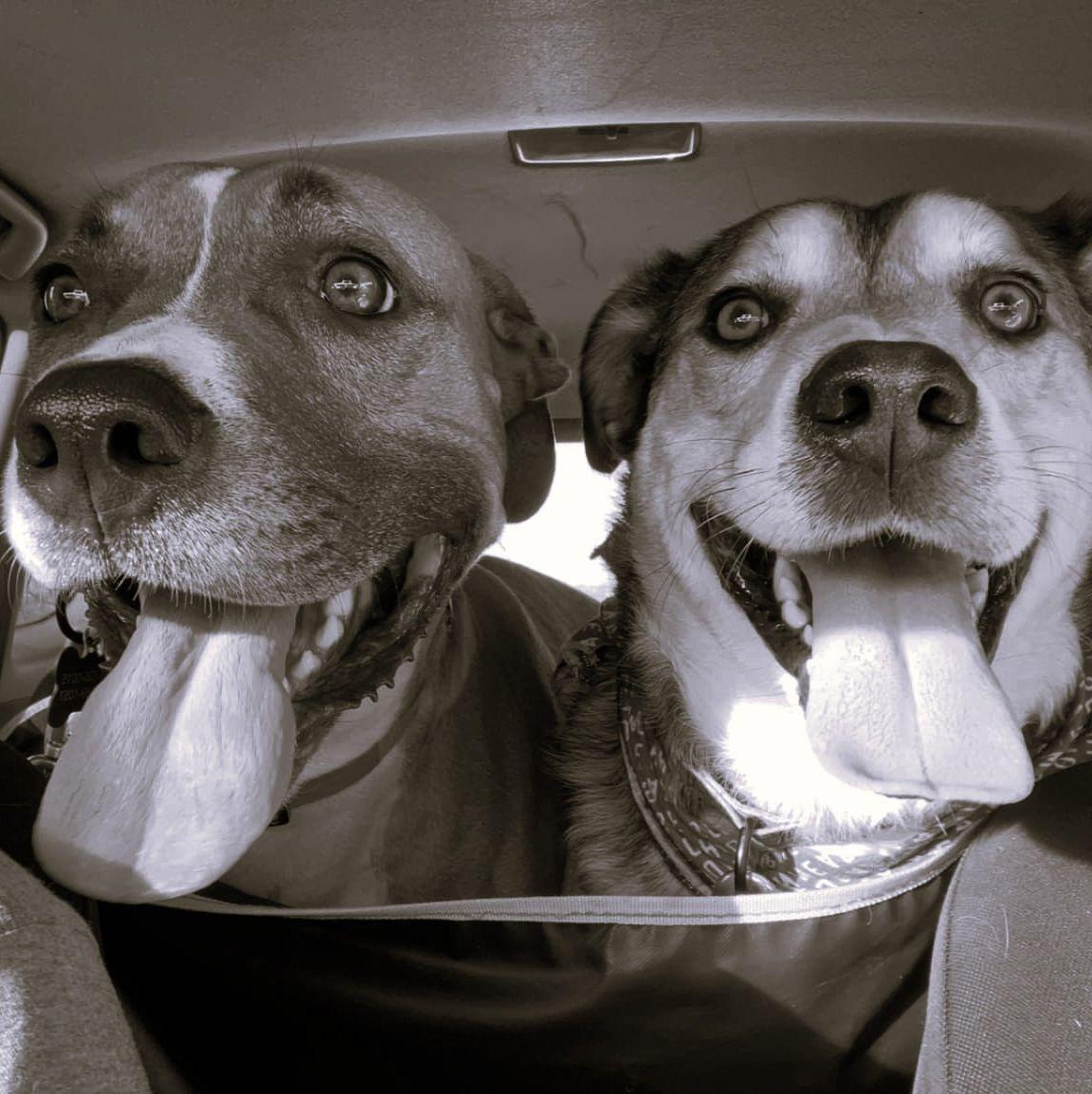 Our sweet boys, Noah (left) and Lincoln (right). Noah was adopted into our family in June 2022 and Lincoln joined in January 2023.