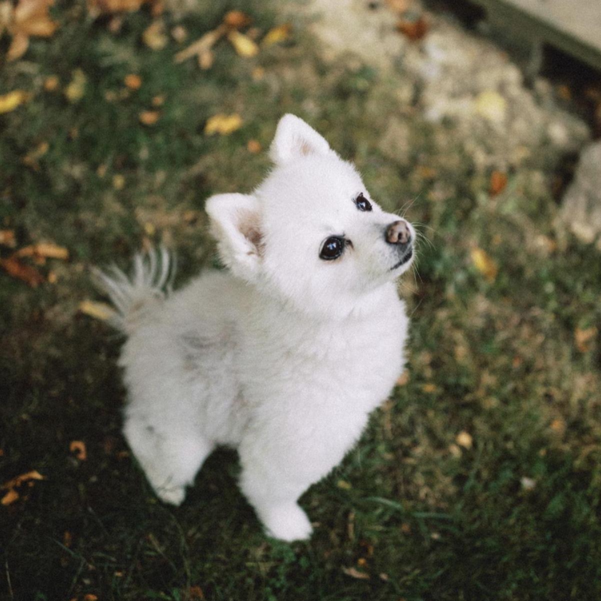 DOlce