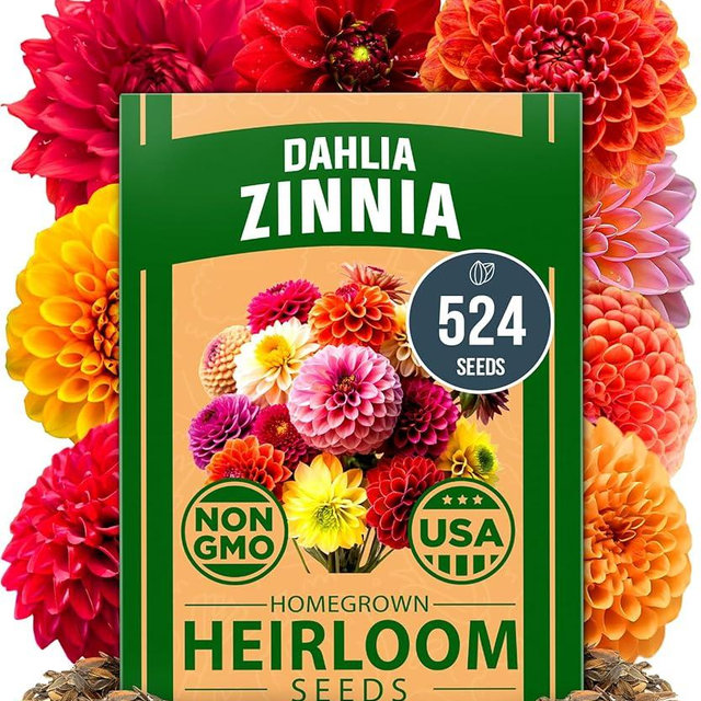 HOME GROWN 𝗨𝗦𝗔 𝗣𝗥𝗘𝗠𝗜𝗨𝗠 Zinnia Dahlia Seeds Pack for 2025 – 524 𝗡𝗢𝗡-𝗚𝗠𝗢 Flower Seeds | Vibrant Zinnia Elegans for Pollinator Gardens, Borders & Containers | Easy-to-Grow Outdoor Blooms