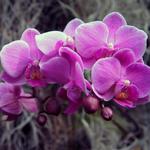 Phipps Conservatory and Botanical Gardens