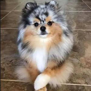 Puppy Fund