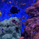 Monterey Bay Aquarium