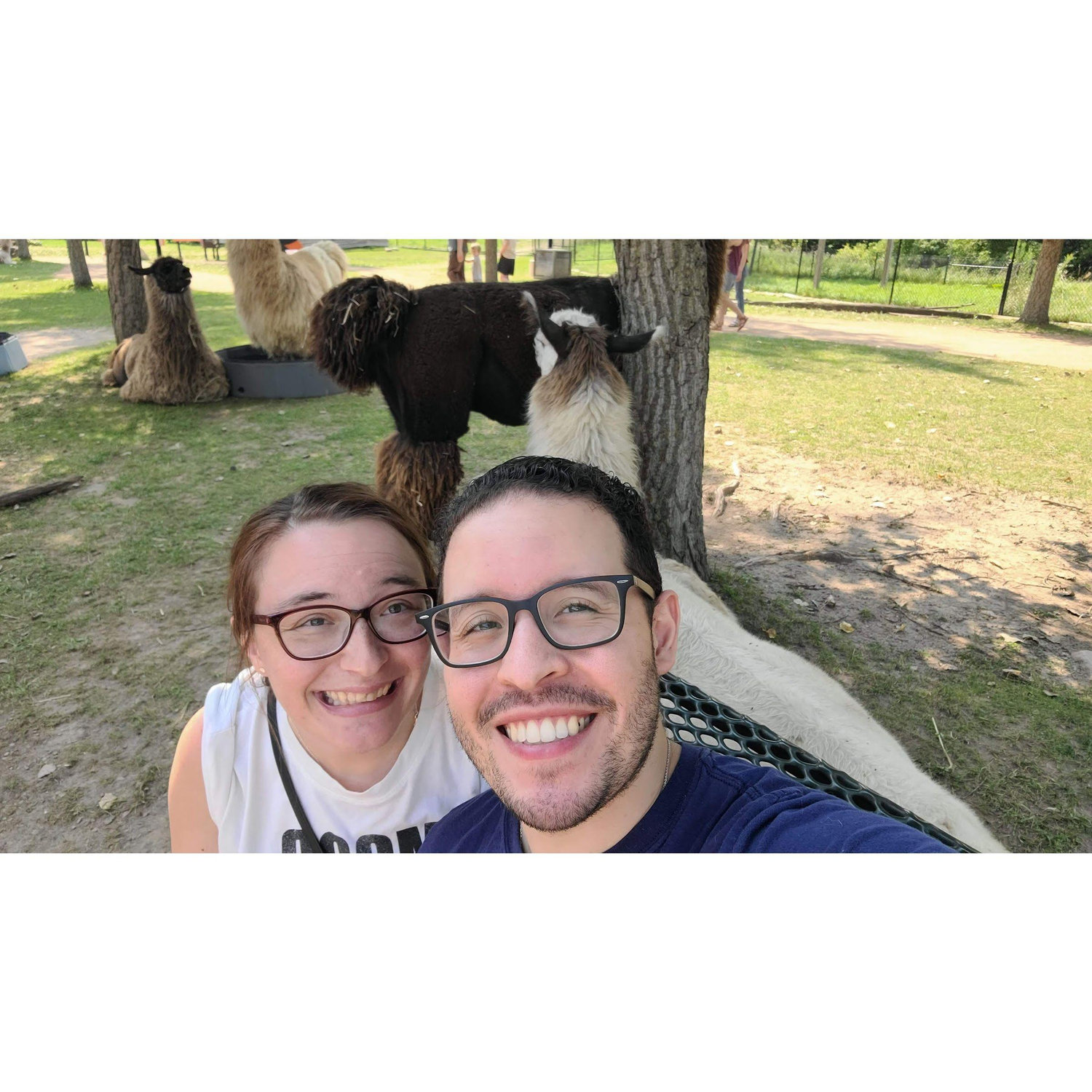 Selfie in front of some very patient llamas