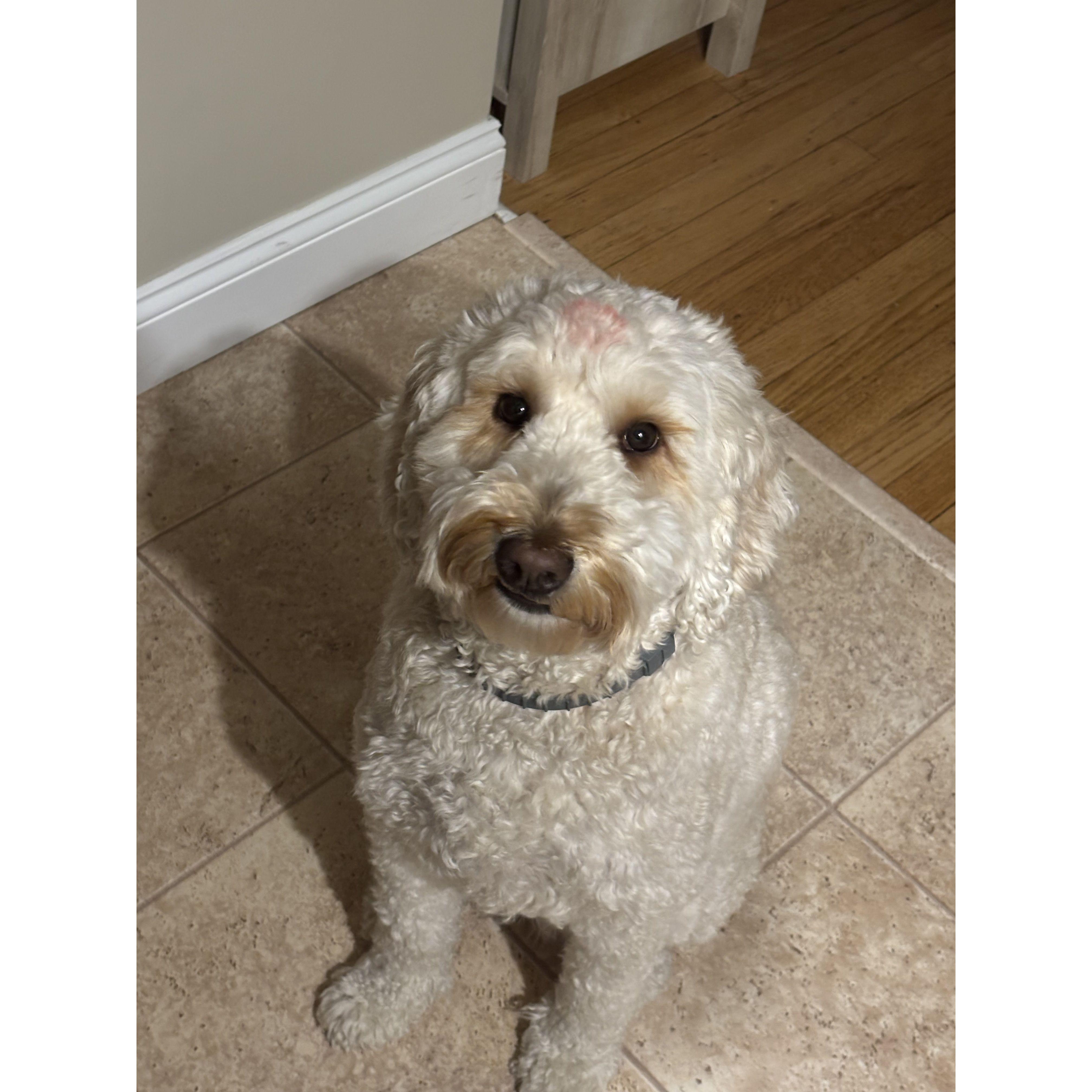 Our little Lucy girl