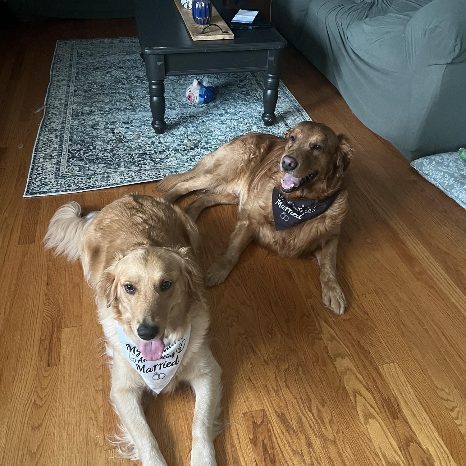 Stormy and Thunder with the bandanas that say “My Humans are getting Married!”