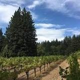 Mc Henry Vineyard