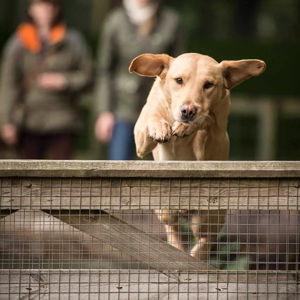Gundog Scurry - Honeymoon