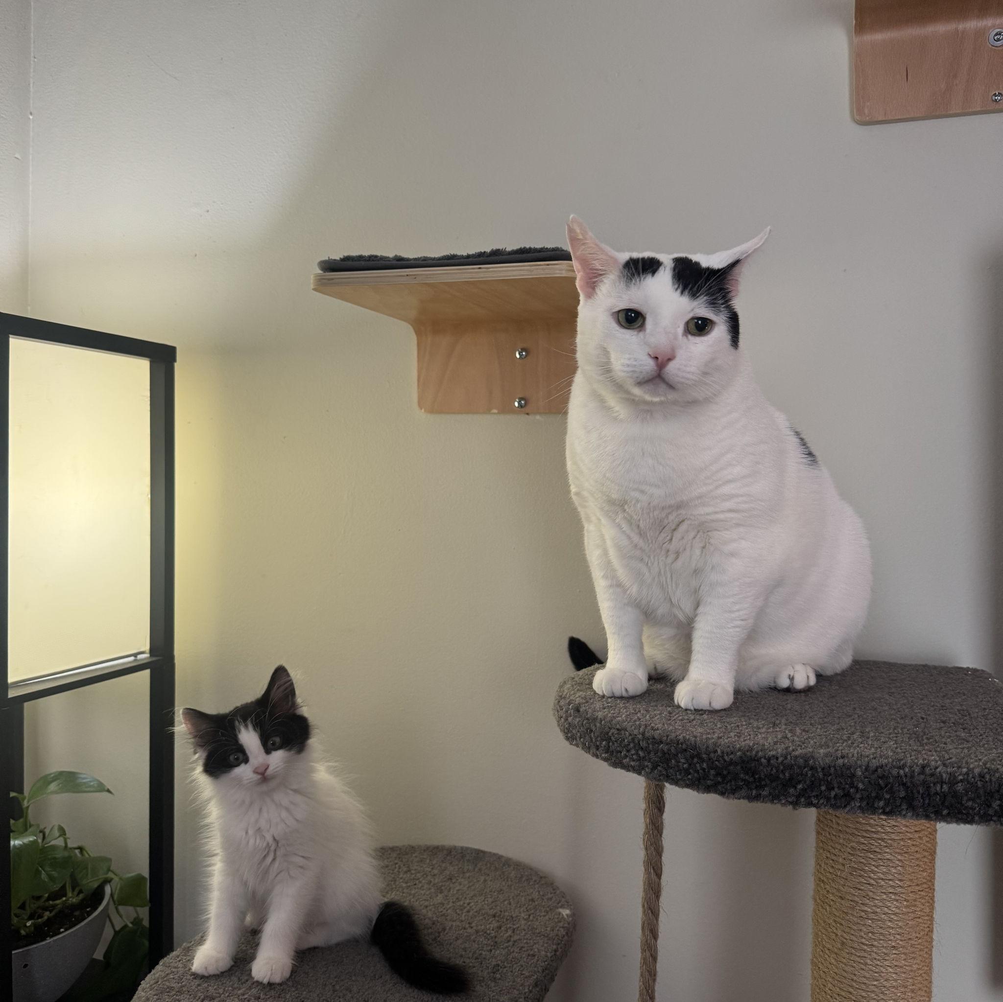 Bruce & Annie, the cats of honor