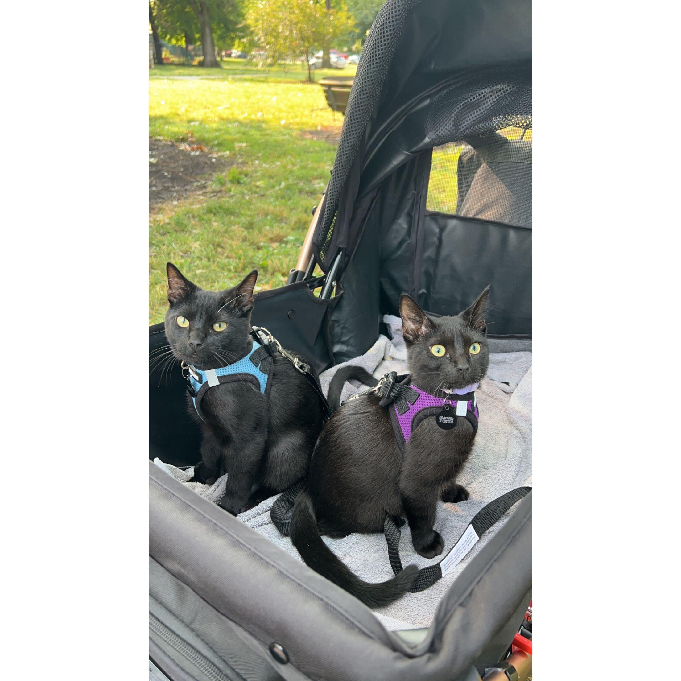 Our kitty babies Percy and Nova going for a walk in their stroller