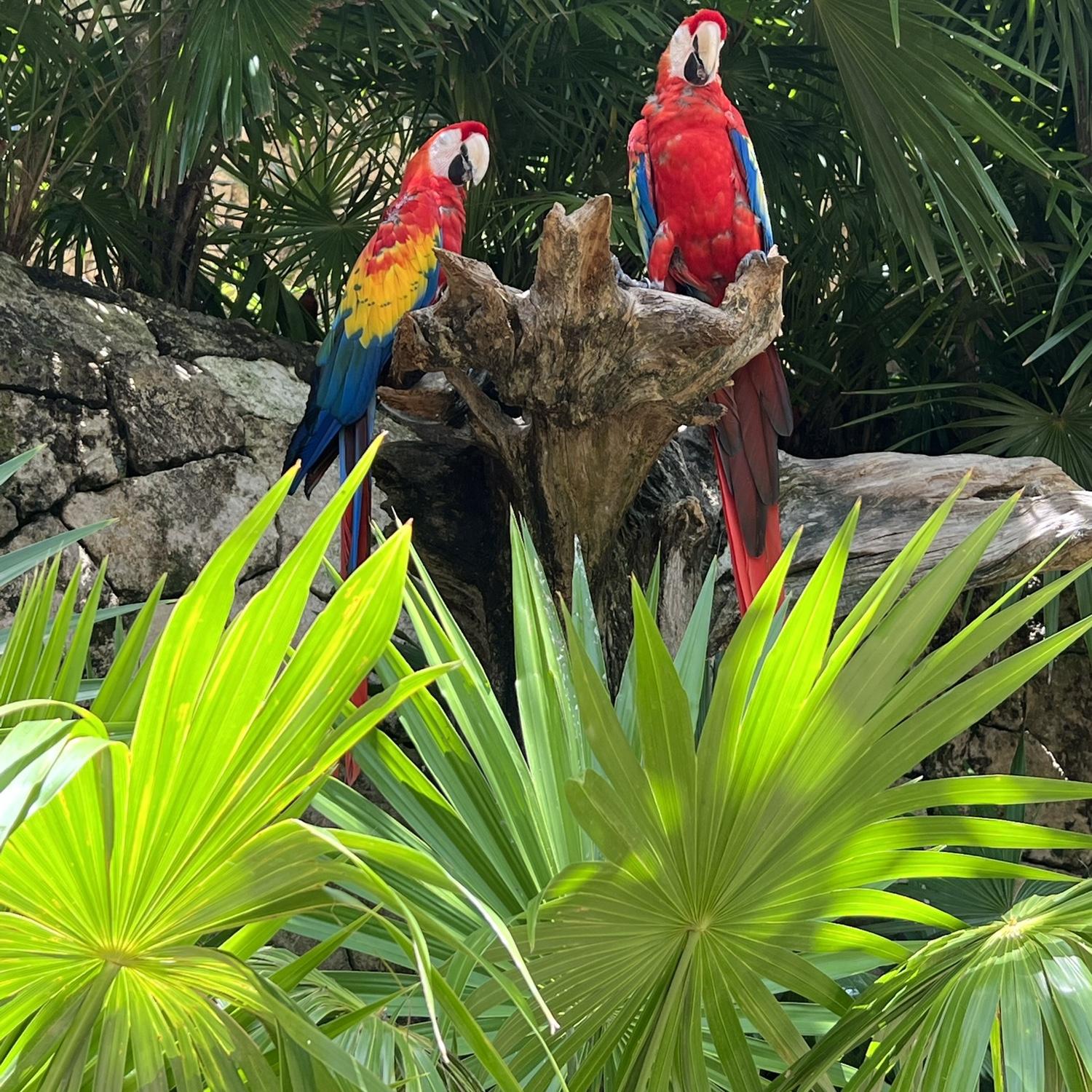 A glimpse of Xcaret Park full of beautiful birds, butterflies, and so many of other animals.