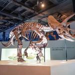 Houston Museum of Natural Science