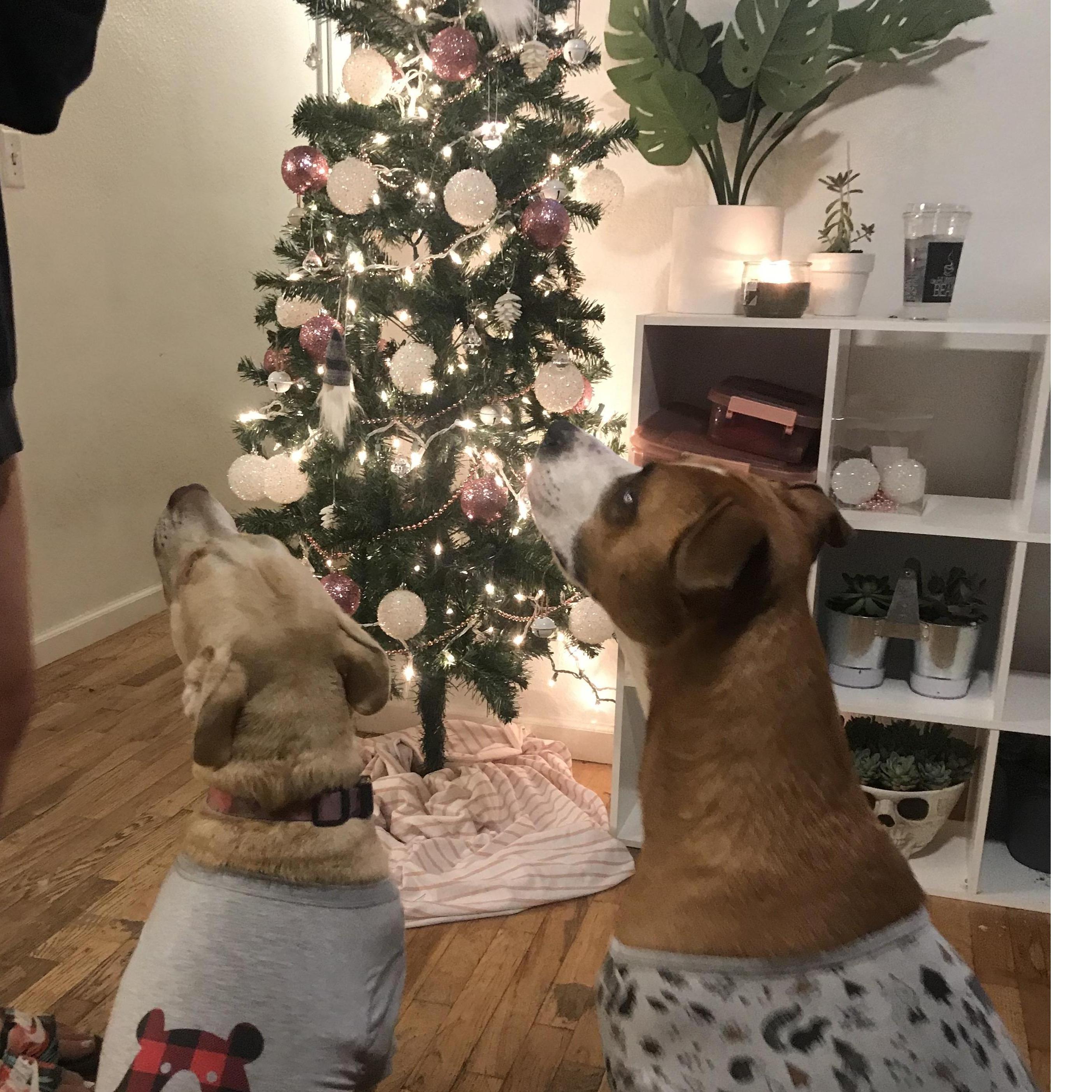 Our first Christmas with our babies in our newly purchased home