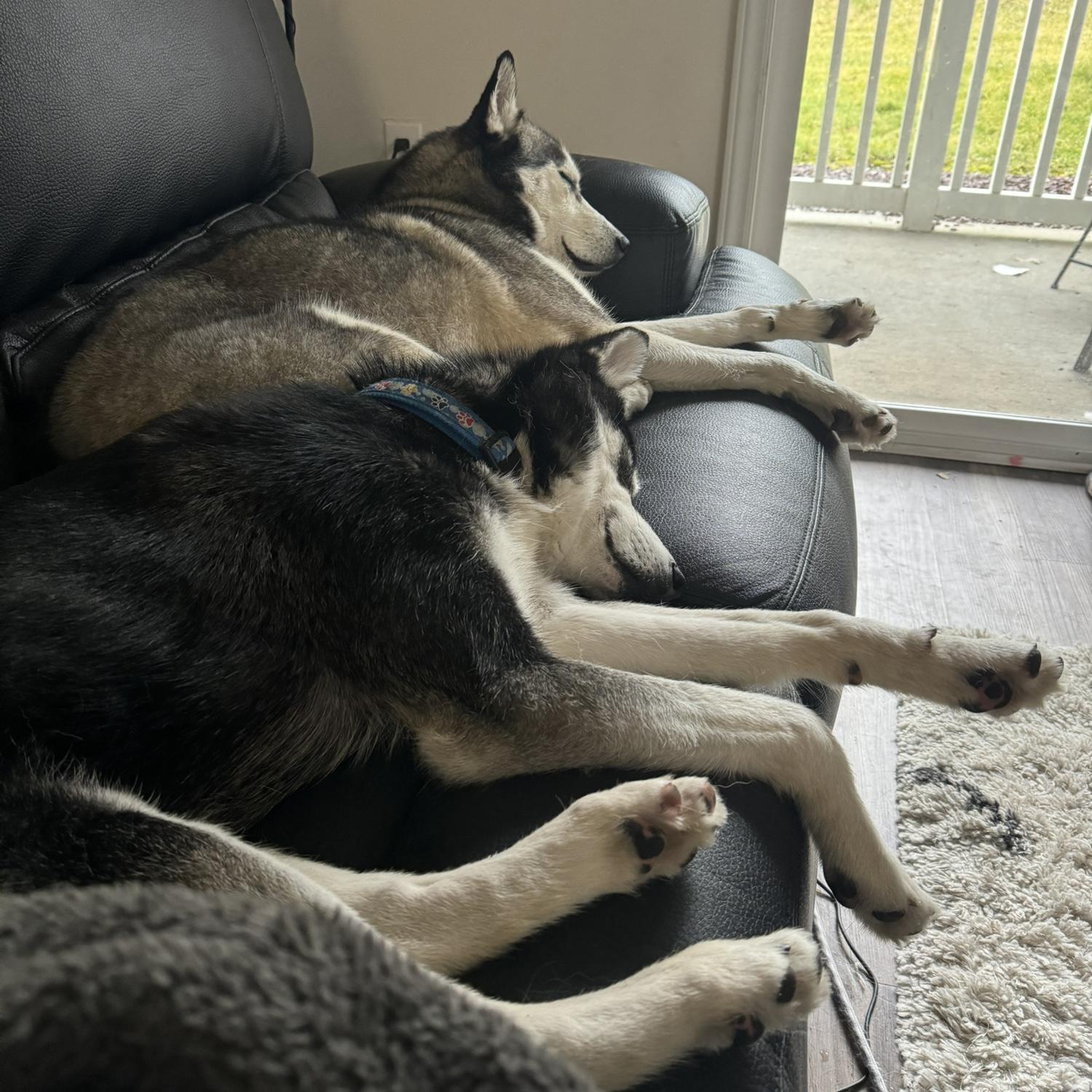 Bayou and Gigi’s first cuddle