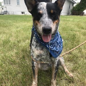 Utah Humane Society Donation in Cruz's Name