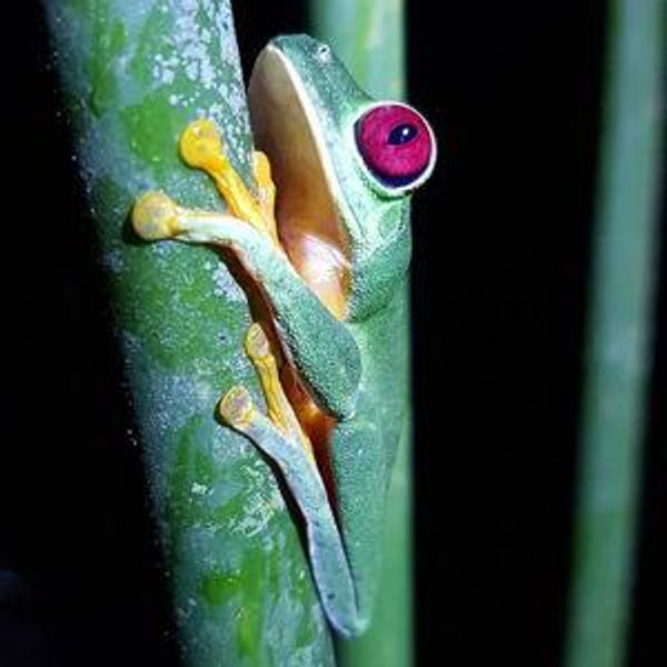Rainforest Night Tour | Honeymoon