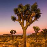 Joshua Tree National Park