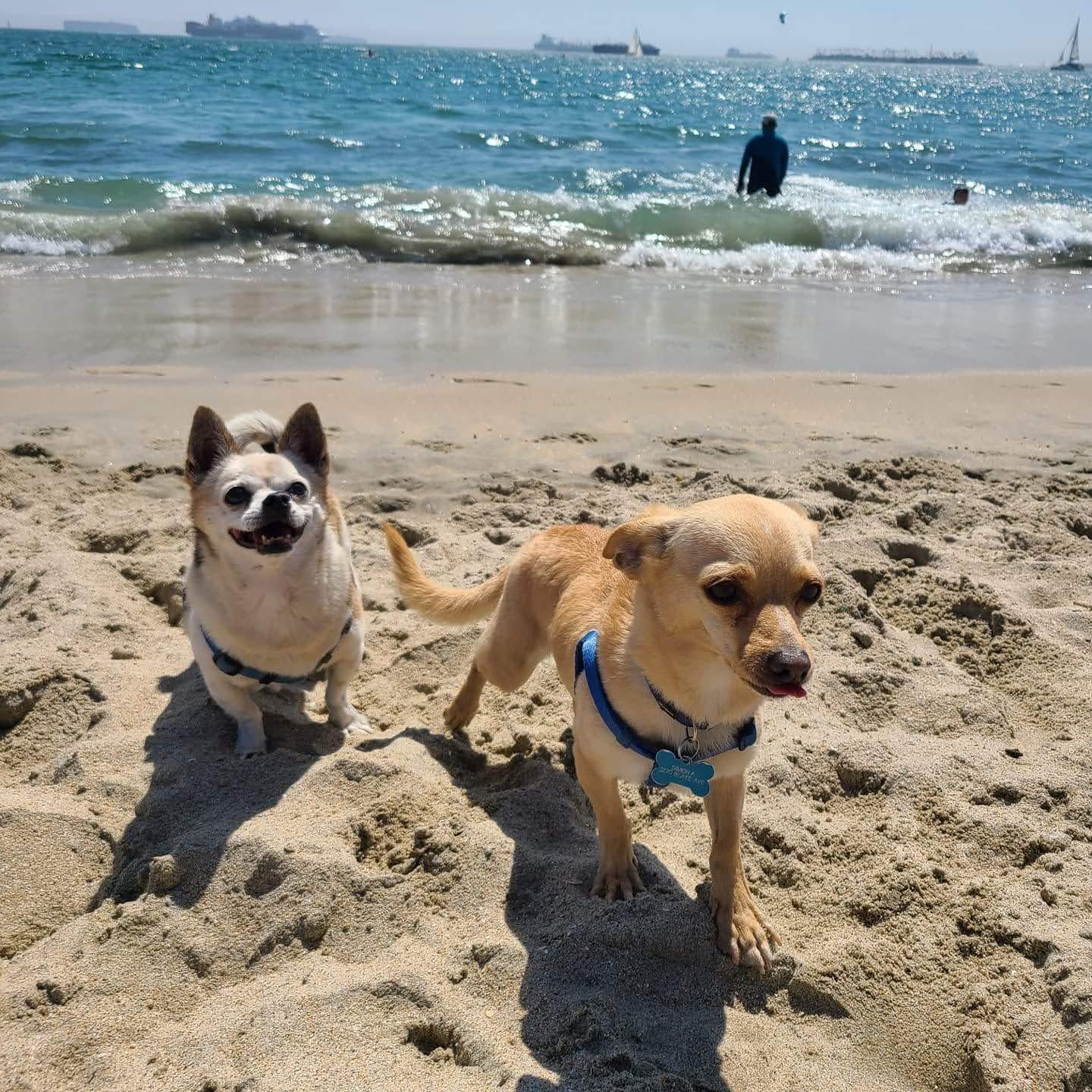 They love the beach!