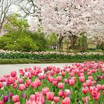 Dallas Arboretum & Botanical Gardens